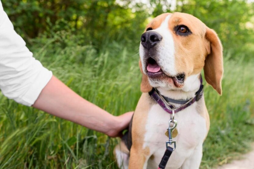 branding dog collar